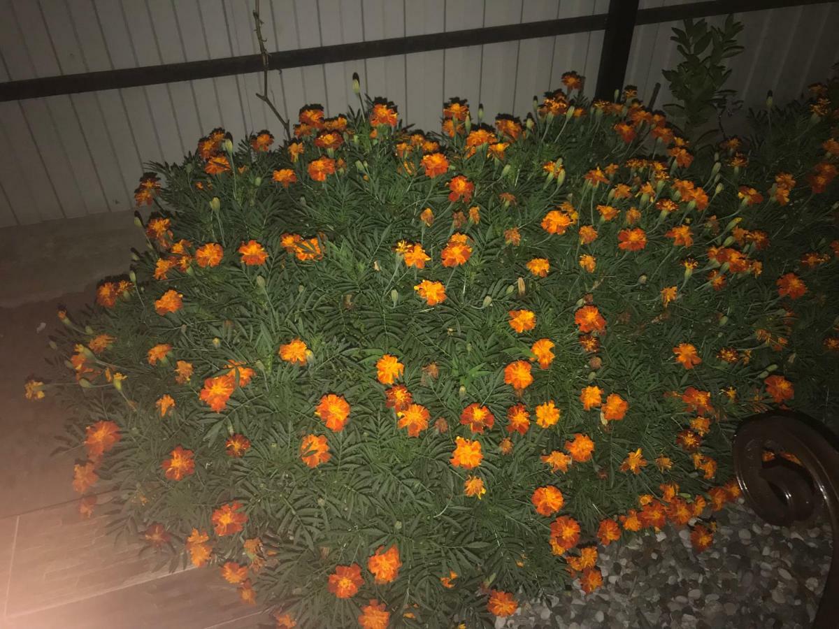פיזונדה Guest House Dana מראה חיצוני תמונה